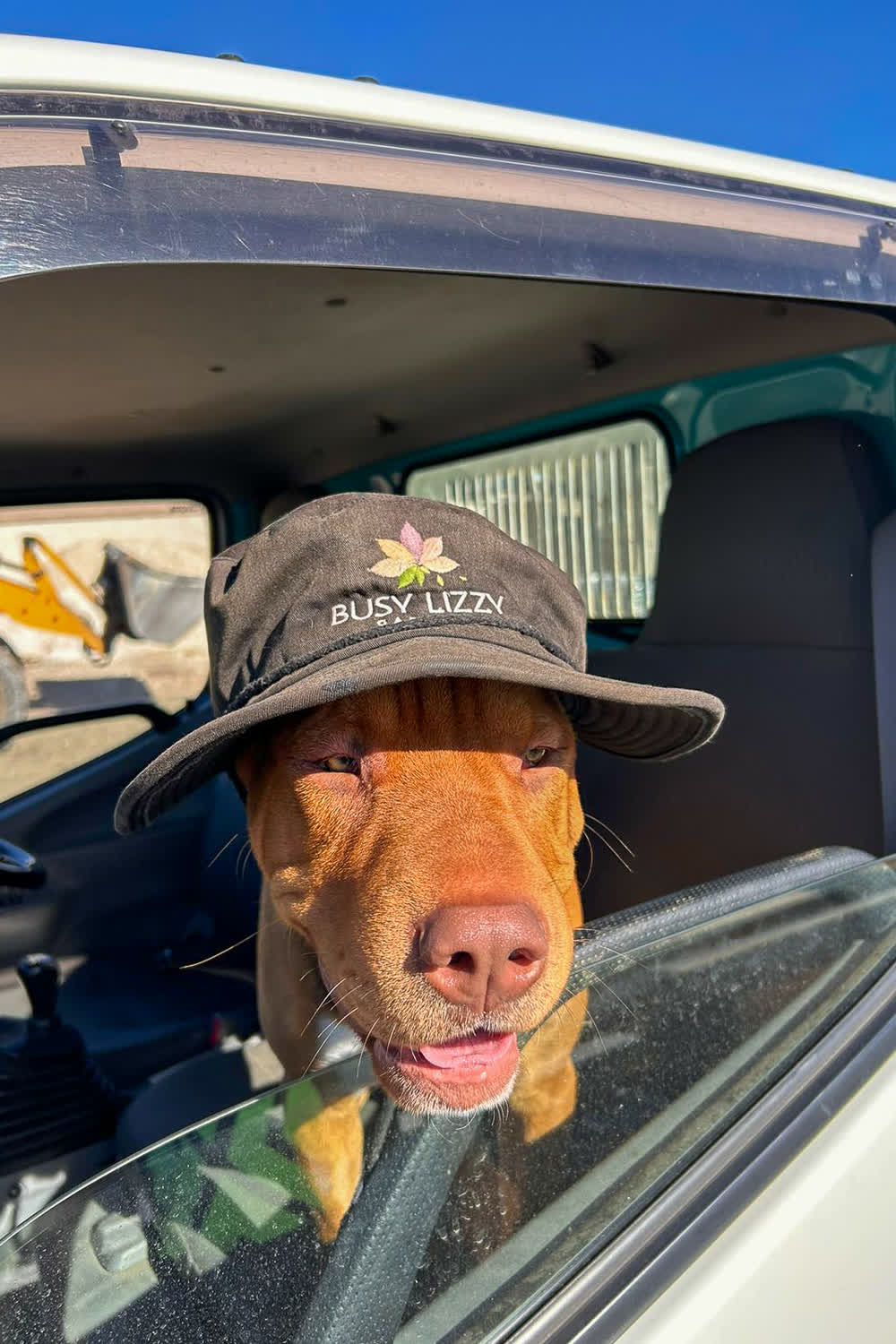 Office dog repping the Busy Lizzy bucket hat